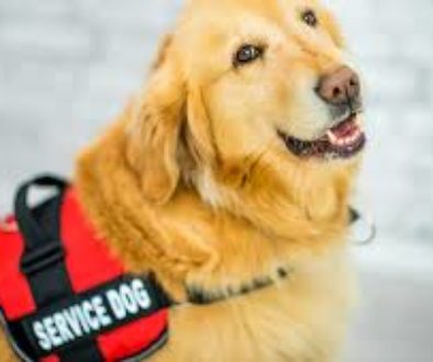 service dogs help with wheelchair users